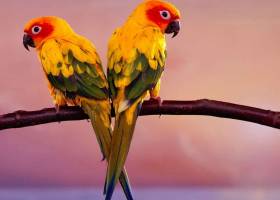 African Parrots HD Screensaver screenshot