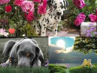 Lovely Dogs Animated Wallpaper screenshot