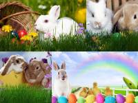 Easter Bunny Animated Wallpaper screenshot