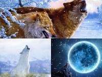 Howling Wolves Animated Wallpaper screenshot