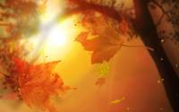 Leaf Fall Animated Wallpaper screenshot