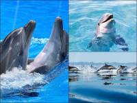 Happy Dolphins Animated Wallpaper screenshot