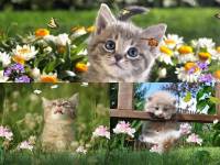 Sweet Kittens Animated Wallpaper screenshot