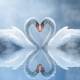 Swan Love Animated Wallpaper