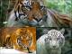 Wild Tigers Animated Wallpaper